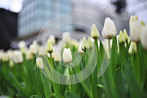 green and yellow peony-shaped tulips in a greenhouse against the background of agro-industrial equipment.