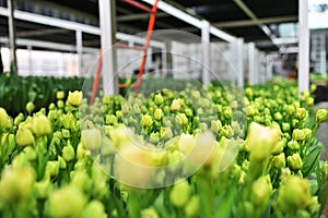 green and yellow peony-shaped tulips in a greenhouse against the background of agro-industrial equipment.