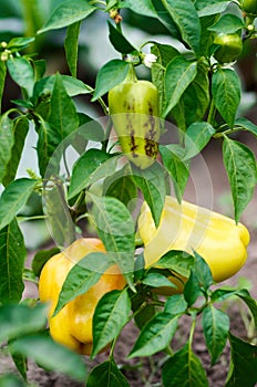 Green and yellow peppers growing in a garden