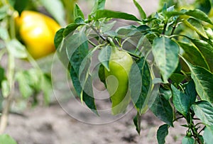 Green and yellow peppers growing in a garden