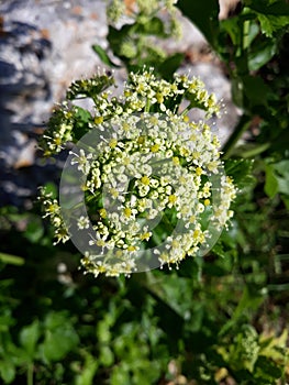 Green and yellow plants heralding spring photo