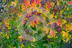 Green, yellow and red autumn leaves of an Amber tree or American sweetgum (Liquidambar styraciflua)