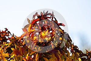 Green, yellow and red autumn leaves of an Amber tree (American sweetgum, Liquidambar styraciflua)