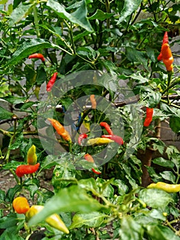 green, yellow and red cayenne pepper