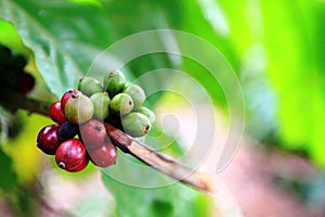 Green Yellow and Red coffee beans on the same branch