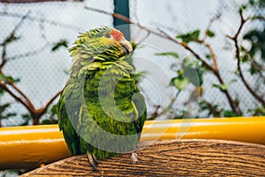 Green, yellow and red parrot in an aviary