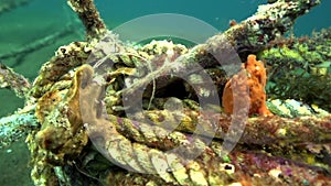 Green-yellow and Red Warty frogfish Clown anglerfish, Antennarius maculatusin the artificial corals robes in Zulu sea