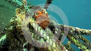 Green-yellow and Red Warty frogfish Clown anglerfish, Antennarius maculatusin the artificial corals robes in Zulu sea