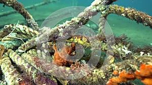 Green-yellow and Red Warty frogfish Clown anglerfish, Antennarius maculatusin the artificial corals robes in Zulu sea