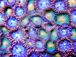 Green yellow and red zoanthid soft corals
