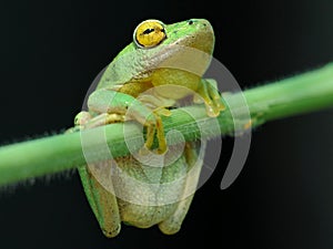 Green and yellow reed frog
