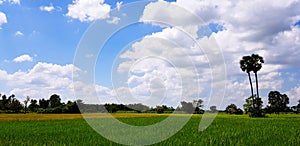 Green and yellow rice field with palm tree and blue sky with cloud background