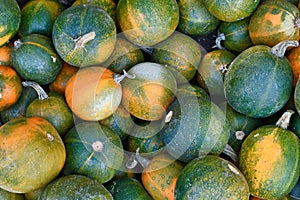 Green and yellow Rondini Gem squash on pile