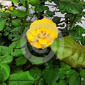 Green and yellow rose