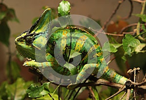 Green and yellow saurian photo