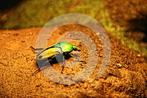 Green-Yellow Scarab Beetle