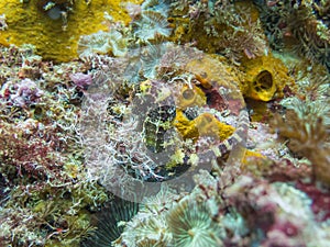 A green and yellow Seahorse at a colorful tropical coral reef in Gato Island, Malapascua, Philippines photo