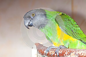 Green and yellow senegal parrot closeup