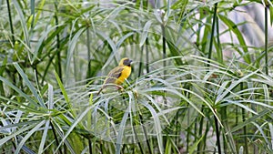 Sociable weaver bird against foliage, Namibia photo
