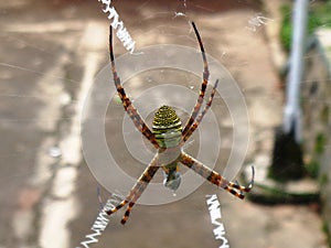 Green yellow spider