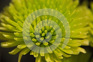 Green yellow spider mum