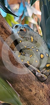 A green with yellow spots tree frog.