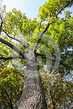 Green and Yellow, spreading tree in Park, Autumn