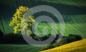 Green and yellow spring field abstract background