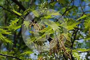 Green-yellow spring leaves and fading hanged flowers of Northern Red Oak, latin name Quercus Rubra