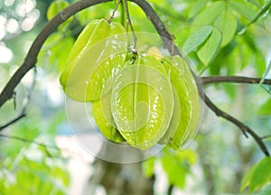 Green and yellow star apple fruit carambola