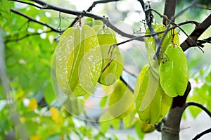 Green and yellow star apple fruit carambola