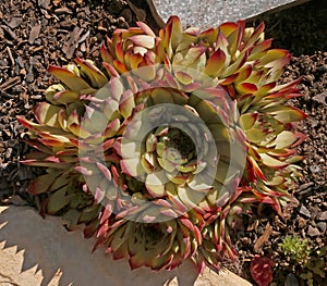 Green-yellow succulent cactus with a red border.