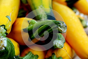 Green and Yellow Summer Squash