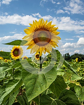 The green yellow sunflower in the field