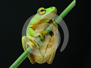 Green and yellow tree frog 3