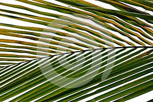 Green yellow tropical coconut leaves