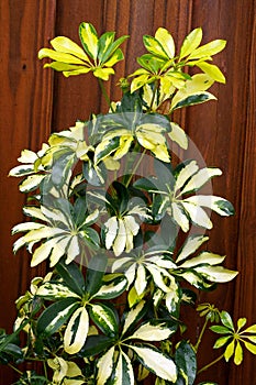 Green and yellow umbrella plant