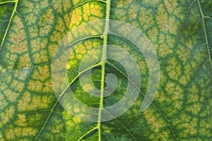 vegetative texture from a piece of a large leaf