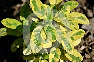 Green and Yellow Verigated Leaves of Salvia officinalis icterina or Golden Sage