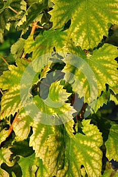 Green yellow vine leaves for background