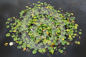 Green and yellow Water Lilly leaves in a round shape floating in water