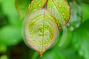 Green yellow wet leaves in drops of water on a branch of a rose bush