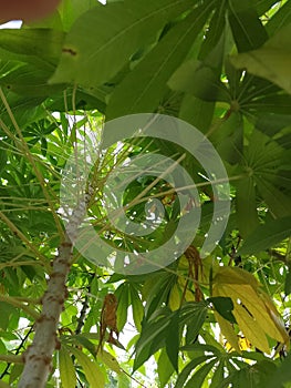 Green and yellowish cassava leaves indicate that the leaves will fall? photo