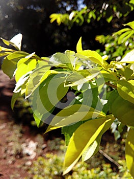 Green yellowish Leaf in sunlight