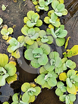 Green Yelowish Water Plant