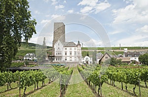 Green yineyard scenery in Rhine town.