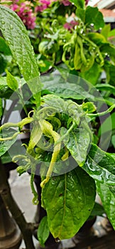 Green Ylang Flowers photo