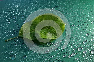 green young Apple leaf and water drops on green background ecology concept