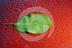 green young Apple leaf and water drops on red background ecology