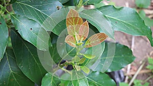 Green young avocado Persea americana, avocado pear, alligator pear leaves in the nature background